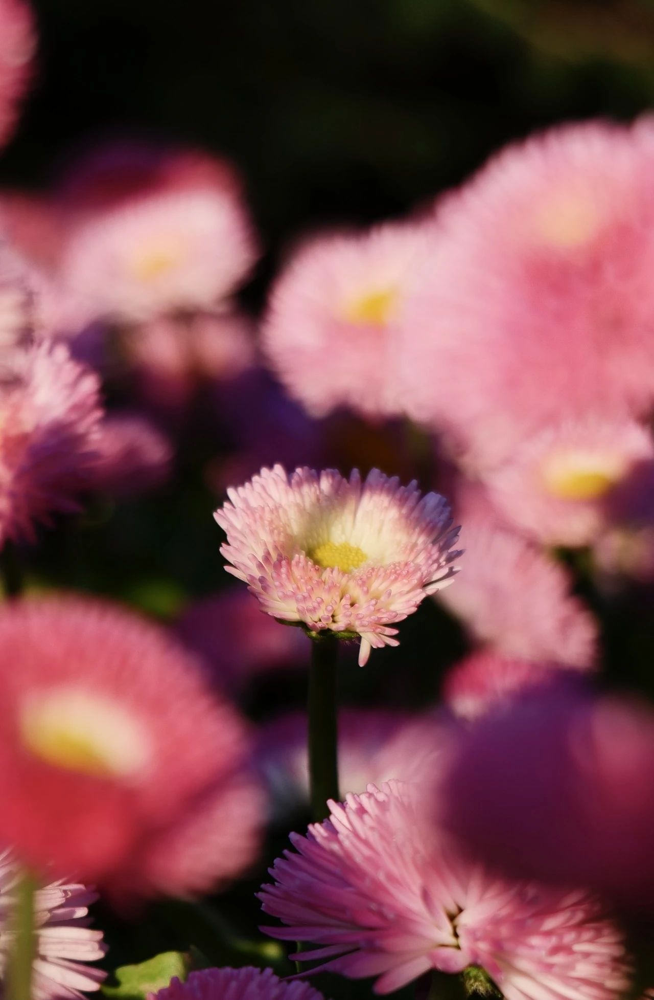 F6福鹿会_官方网站app下载