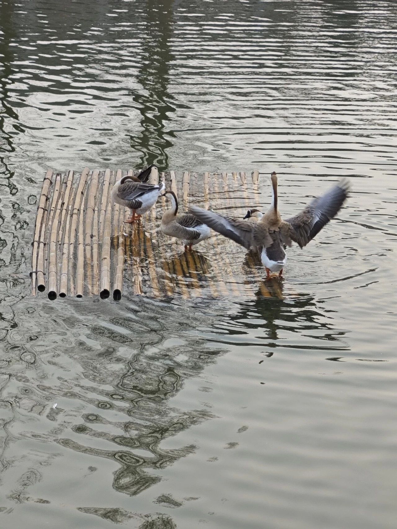 F6福鹿会_官方网站app下载