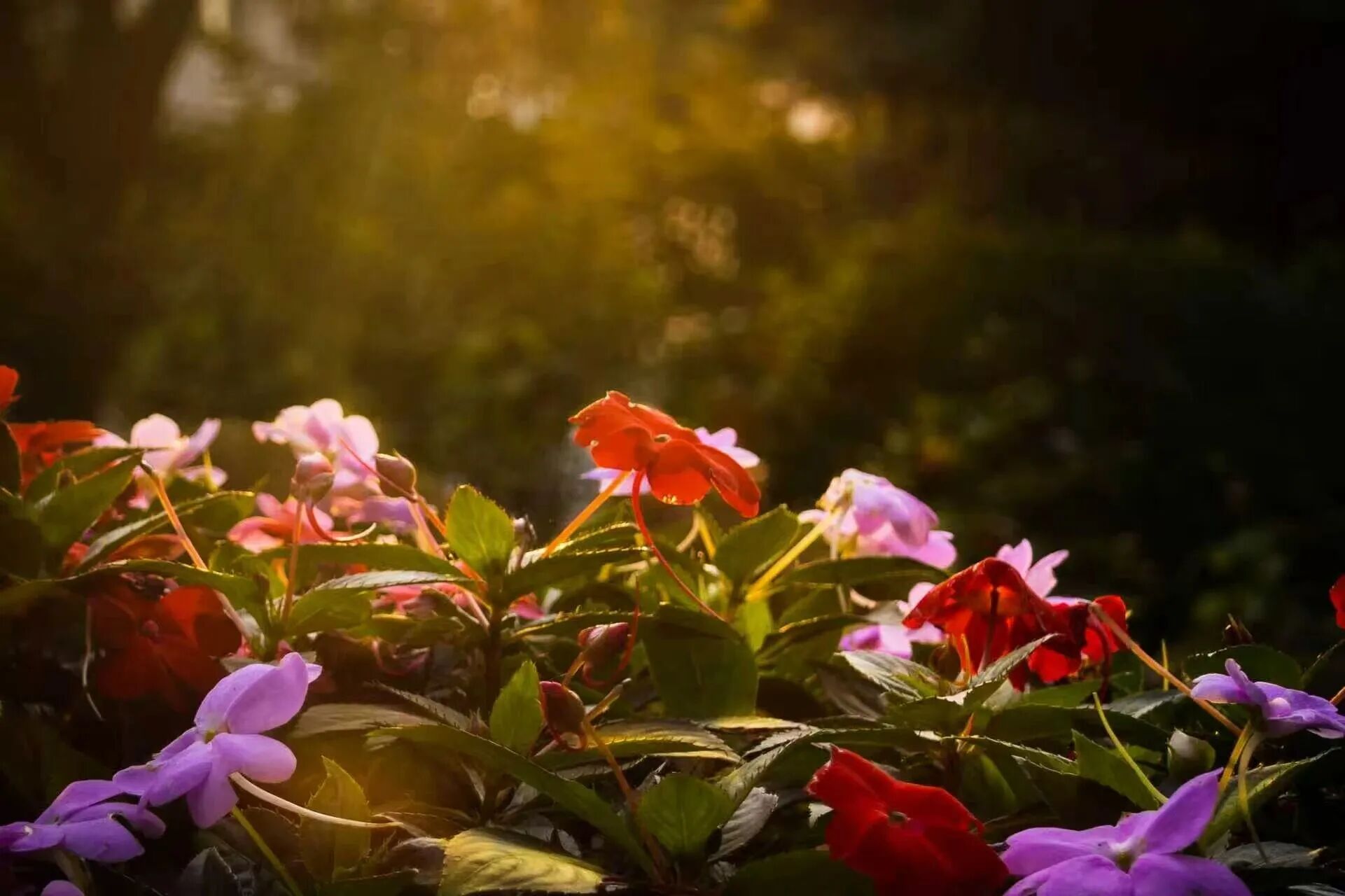 F6福鹿会_官方网站app下载