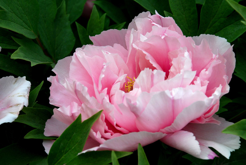 F6福鹿会_官方网站app下载