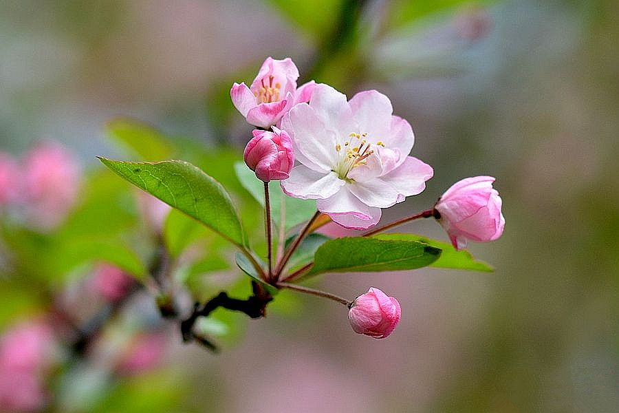 F6福鹿会_官方网站app下载