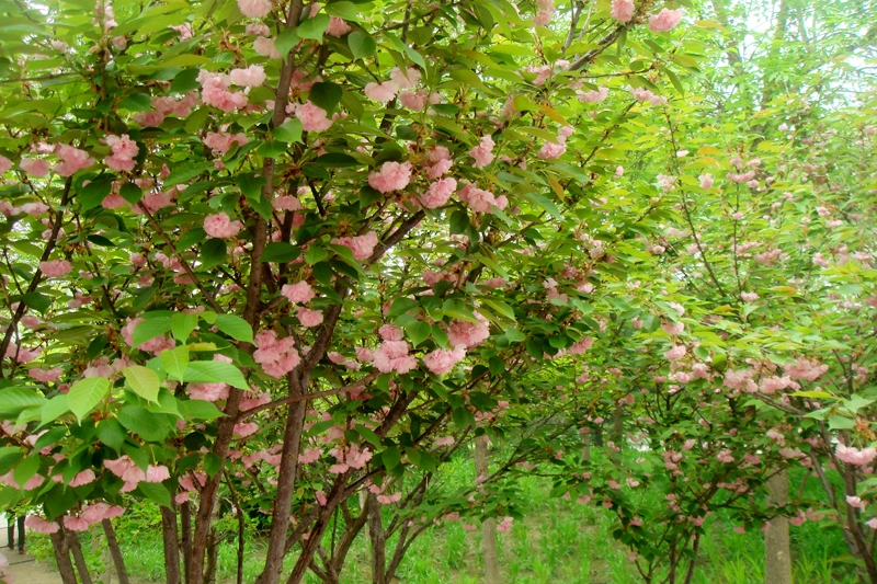 F6福鹿会_官方网站app下载