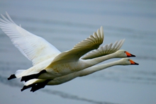 F6福鹿会_官方网站app下载